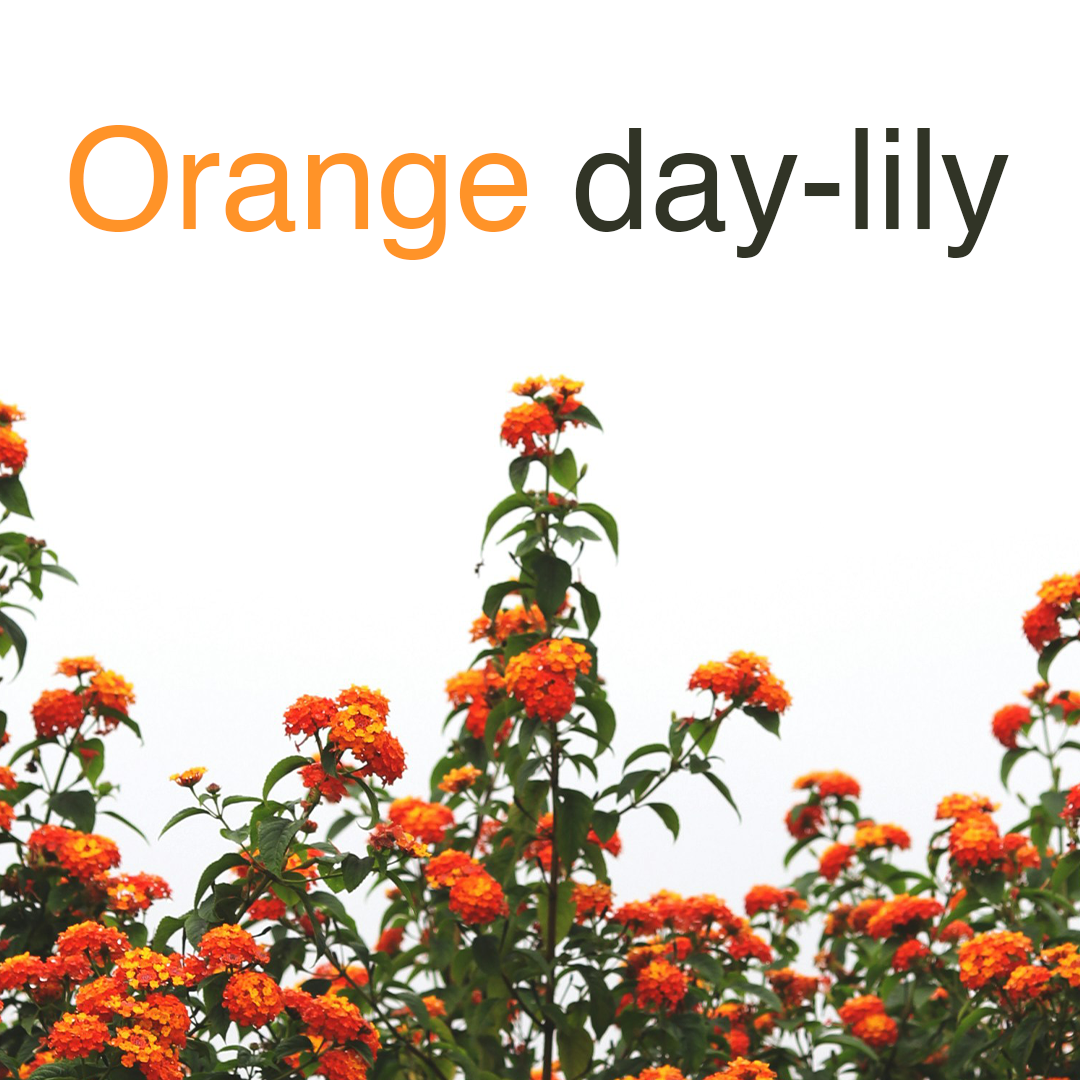 Orange day-lily